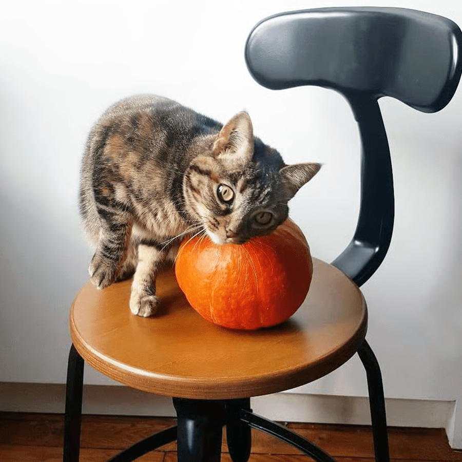 CHAISES NICOLLE METAL CHAIR WOOD 75 - DYKE & DEAN