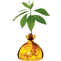 AVOCADO VASE - DYKE & DEAN